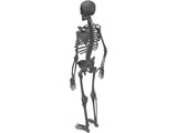 Skeleton Human Male 3D Model