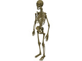 Skeleton Male 3D Model preview