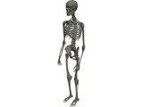 Skeleton Male 3D Model preview