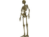 Skeleton Male 3D Model
