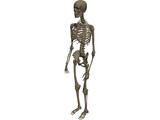 Skeleton Male 3D Model preview