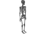 Skeleton 3D Model