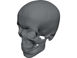 Skull 3D Model preview