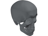 Skull 3D Model