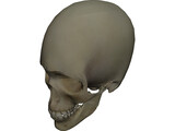 Skull 3D Model preview
