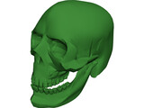 Skull 3D Model preview