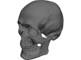Skull Human 3D Model preview