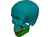 Skull Male 3D Model preview