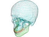Skull Male 3D Model