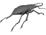 Stag Beetle 3D Model preview
