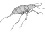 Stag Beetle 3D Model
