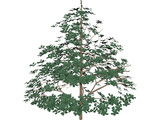 Styrax Officinalis 3D Model preview