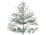 Styrax Officinalis 3D Model