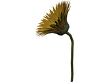 Sunflower 3D Model preview