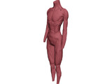 Surface Muscles 3D Model preview