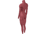 Surface Muscles 3D Model
