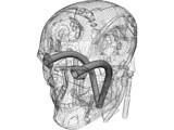 T800 Head 3D Model