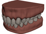 Teeth and Gums 3D Model preview