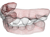 Teeth Childs 3D Model
