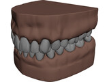Teeth, Roots, Gums 3D Model preview