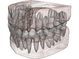 Teeth, Roots, Gums 3D Model