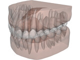 Teeth, Roots, Gums 3D Model