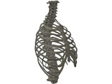 Thorax 3D Model