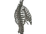 Thorax 3D Model