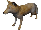 Tibetan Hill Fox 3D Model preview