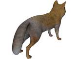 Tibetan Hill Fox 3D Model
