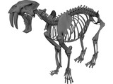 Tiger Saber Tooth Skeleton 3D Model preview