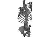 Torso 3D Model