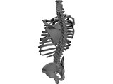 Torso Bone Male 3D Model preview