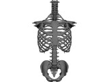 Torso 3D Model preview
