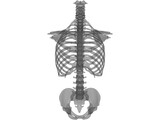 Torso 3D Model