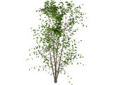 Tree 3D Model preview