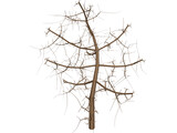 Tree 3D Model preview