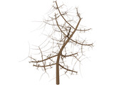 Tree 3D Model