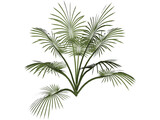 Tree 3D Model preview