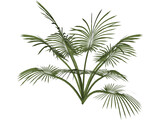 Tree 3D Model