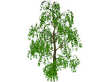Tree 3D Model preview