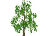 Tree 3D Model