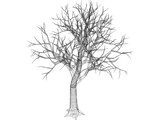Tree 3D Model