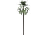 Tree Palm Fan 3D Model preview
