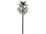 Tree Palm Fan 3D Model