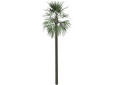Tree Palm Fan 3D Model