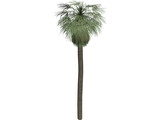Tree Palm Washingtonia 3D Model preview