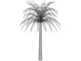 Tree Palm 3D Model