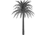 Tree Palm 3D Model