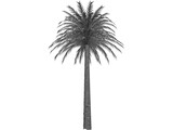 Tree Palm 3D Model